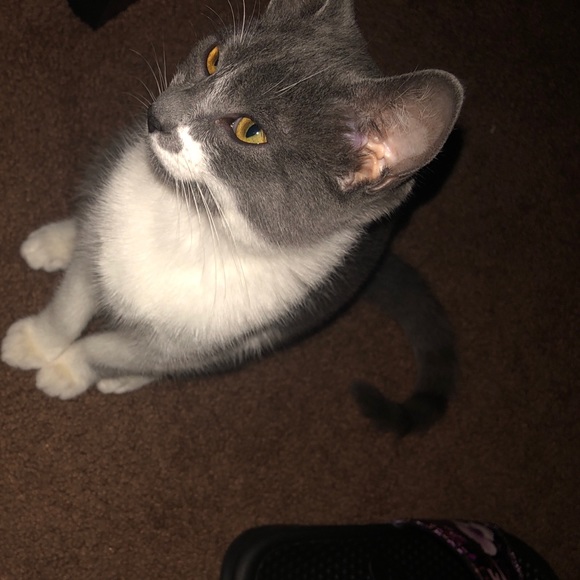 Meet your Posher, Amber - Picture 1 of 1